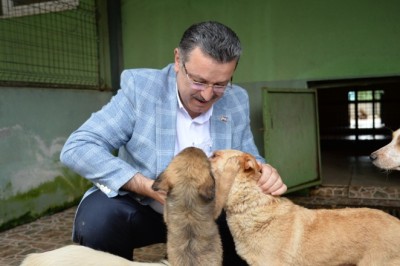 Büyükşehir Belediyesi 593 köpeği sahiplendirdi